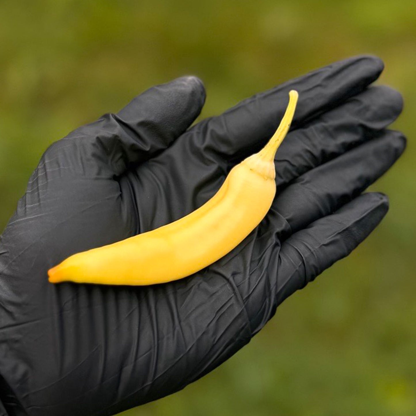 Pepper Joe's Sweet Banana Pepper Pod. Mature pepper shown to represent seeds for sale, held in a black gloved hand