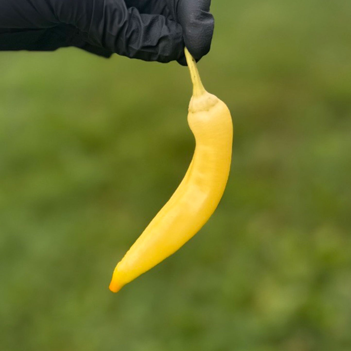 Pepper Joe's Sweet Banana Pepper Pod. Mature pepper shown to represent seeds for sale, held in a black gloved hand