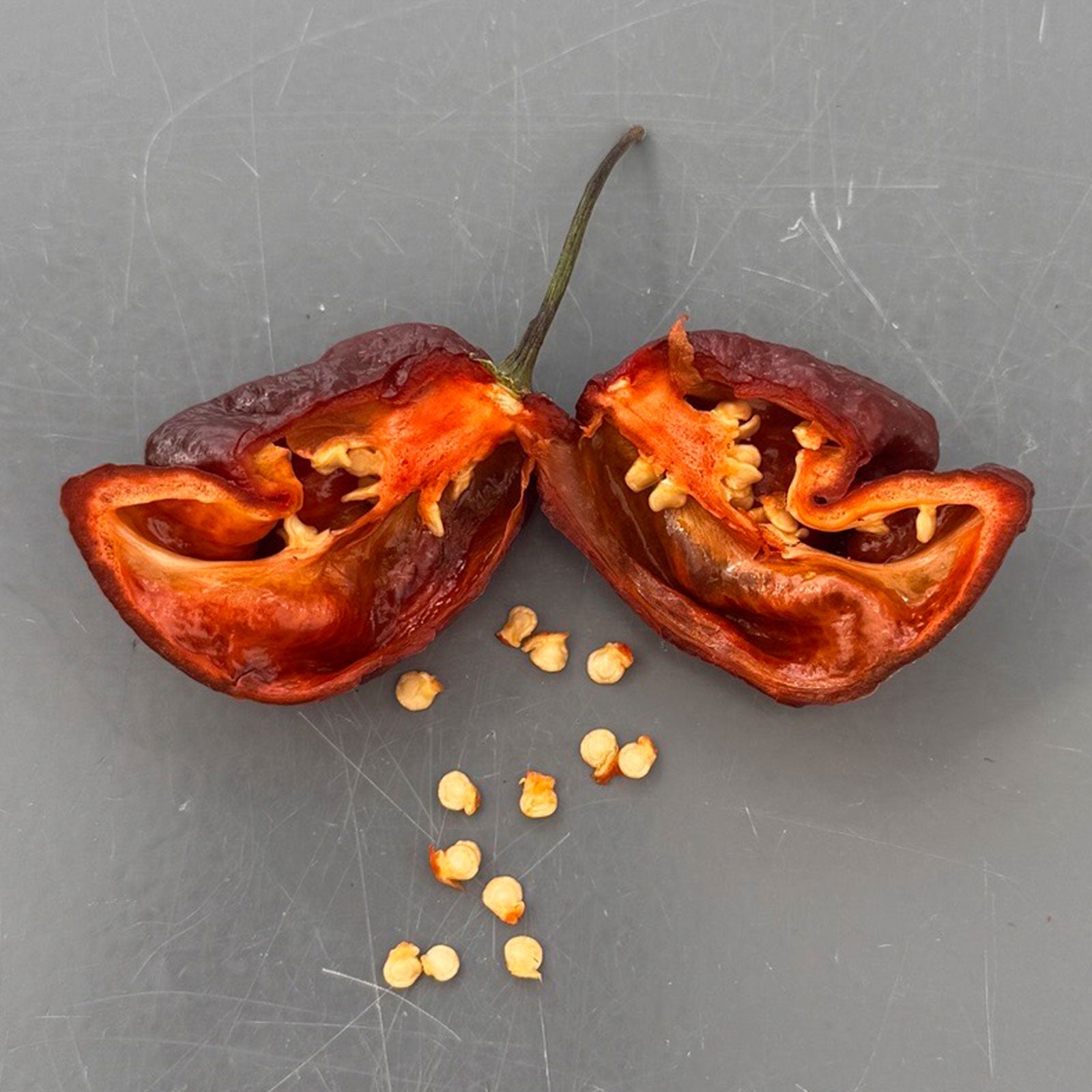 Trinidad Scorpion Chocolate Cappuccino Pepper Seeds (Non-Isolated