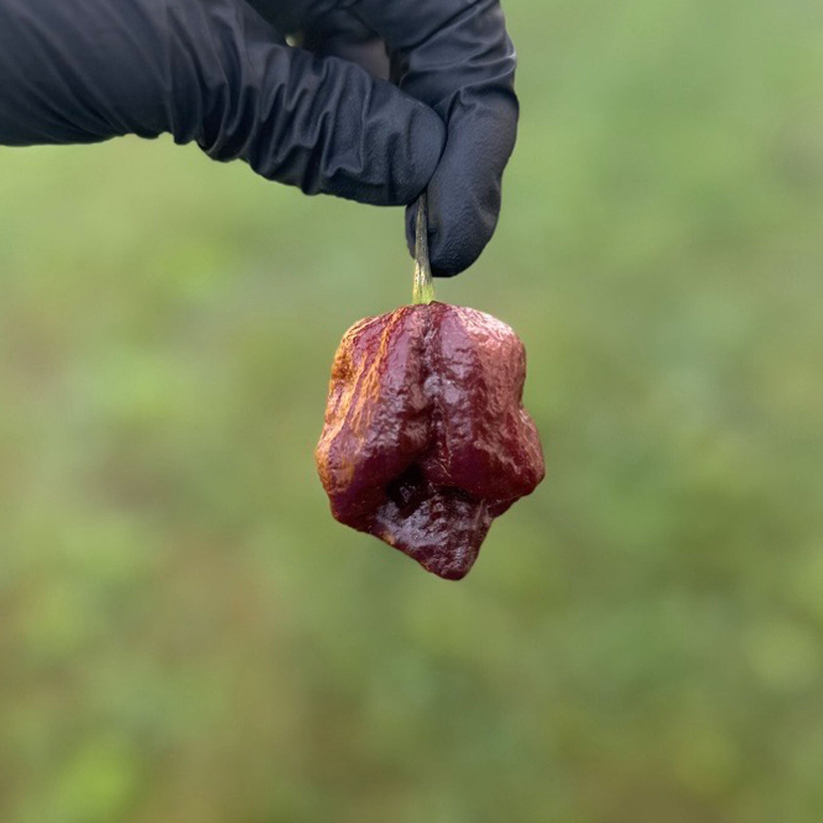 Trinidad Scorpion Chocolate Cappuccino Pepper Seeds (Non-Isolated