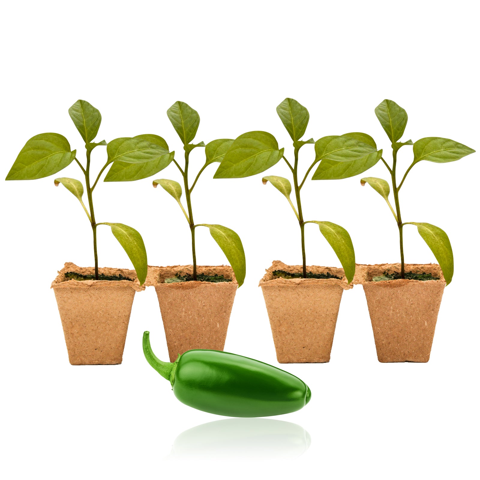 can i plant jalapeno peppers in a pot Pepper Joe's Jalapeno Pepper Plants