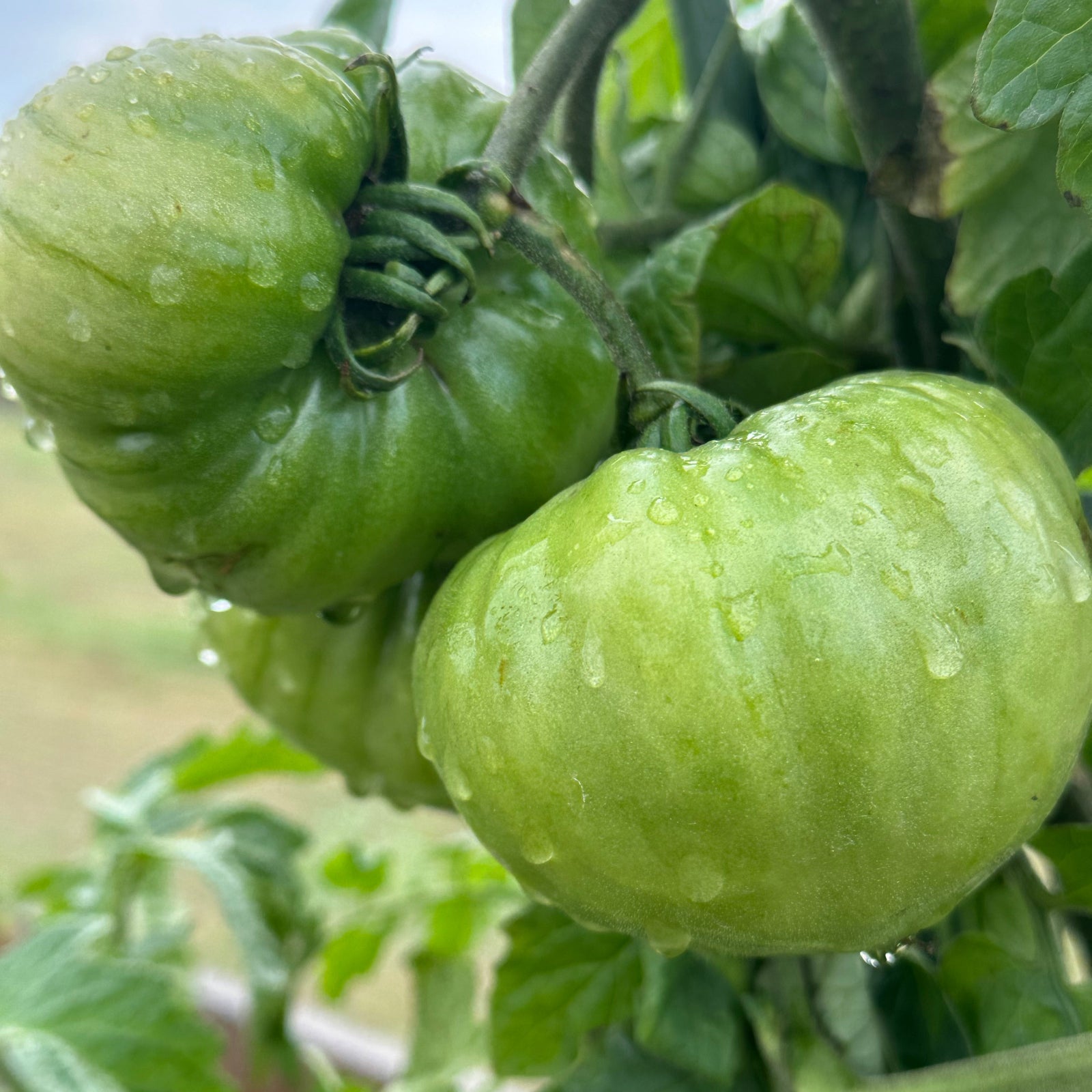 unripened pineapple tomatoes on the vine with morning dew, used to display tomato seeds for sale