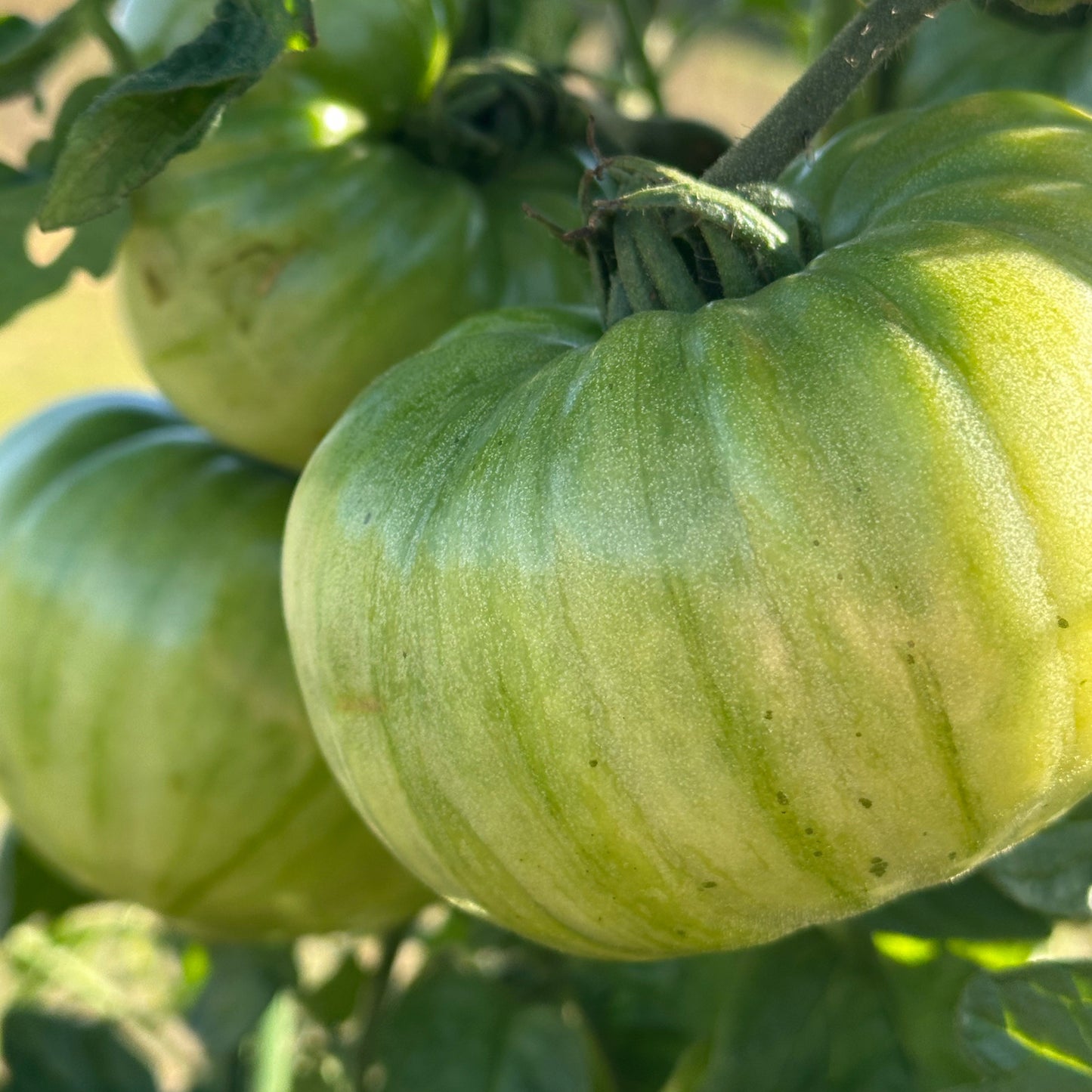 Green pineapple tomato ripening on the vine, used to display tomato seeds for sale