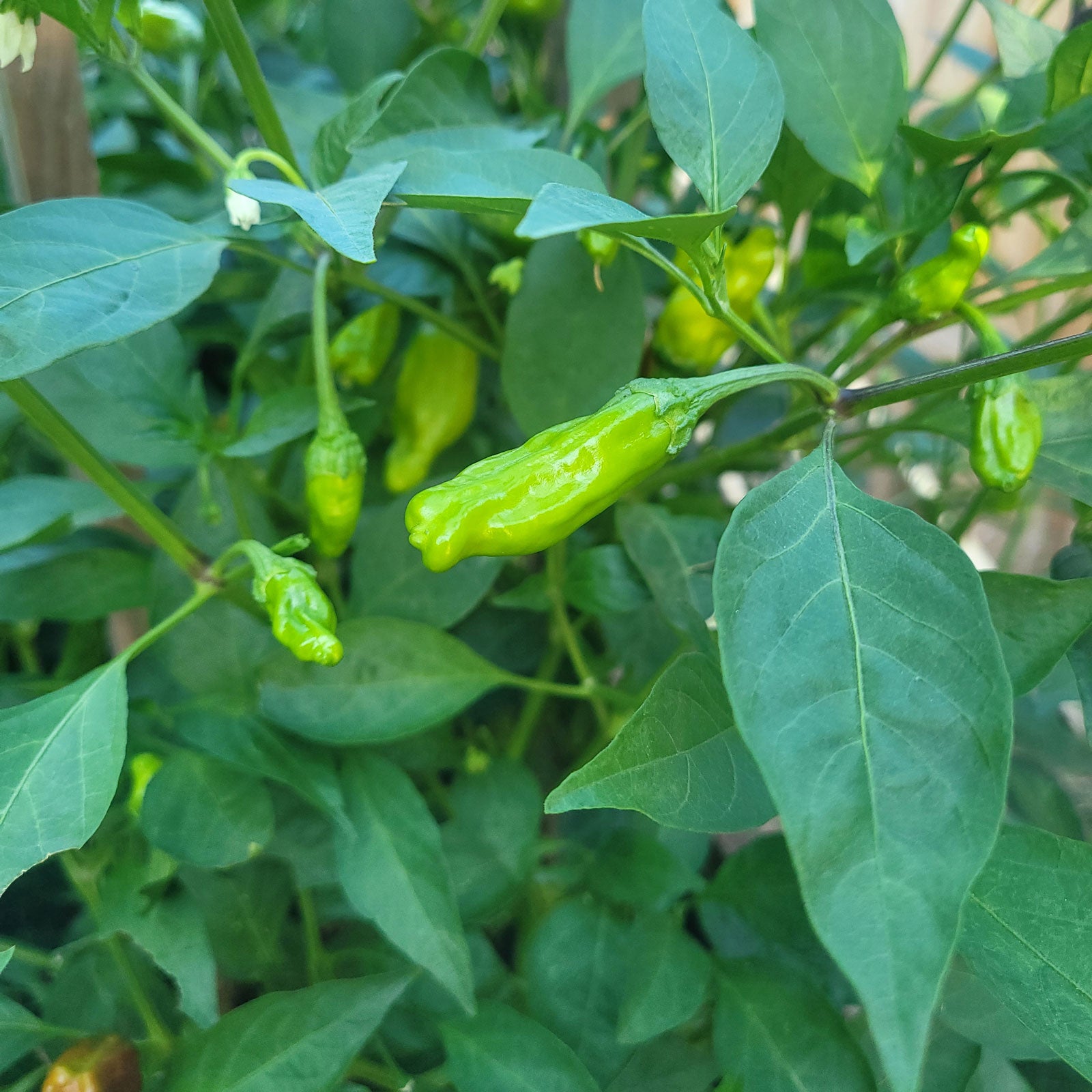 pepper plant seeds Italian Pepperoncini Seeds, 10+ Seeds