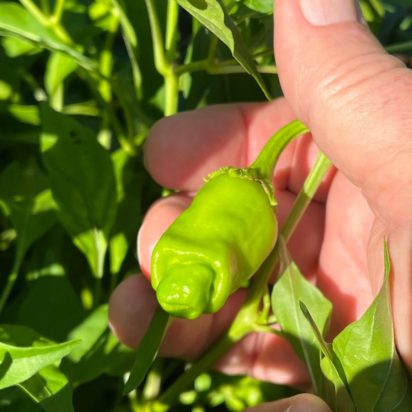 Peter Pepper Seeds