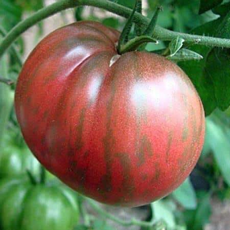 Pink Berkeley Tie-Dye Tomato Seeds