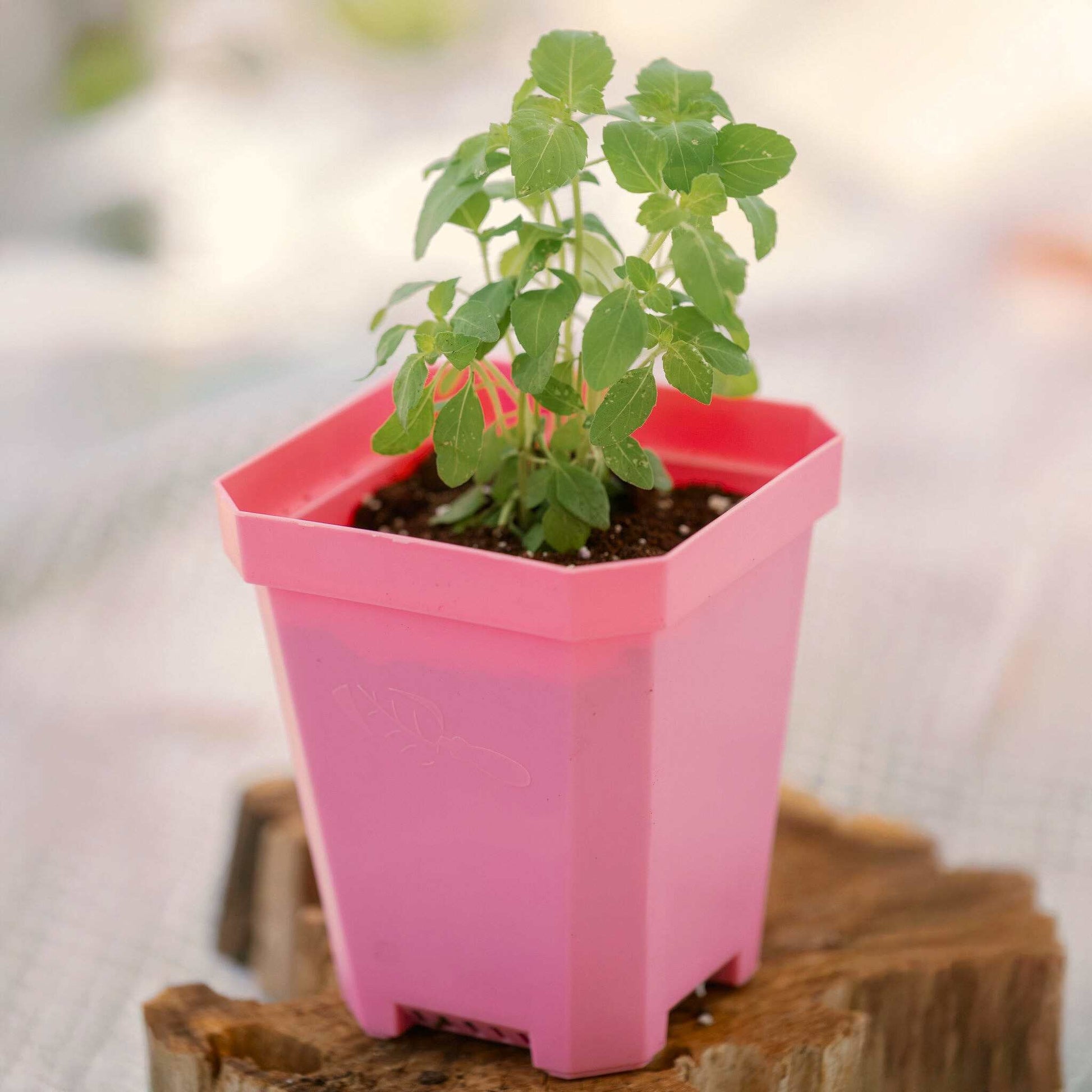 plant pot insert 5" Nursery Pots with Insert Tray – Pepper Joe's