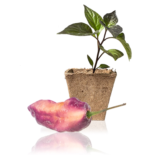Pink Tiger X Peach Bhut Pepper Plants