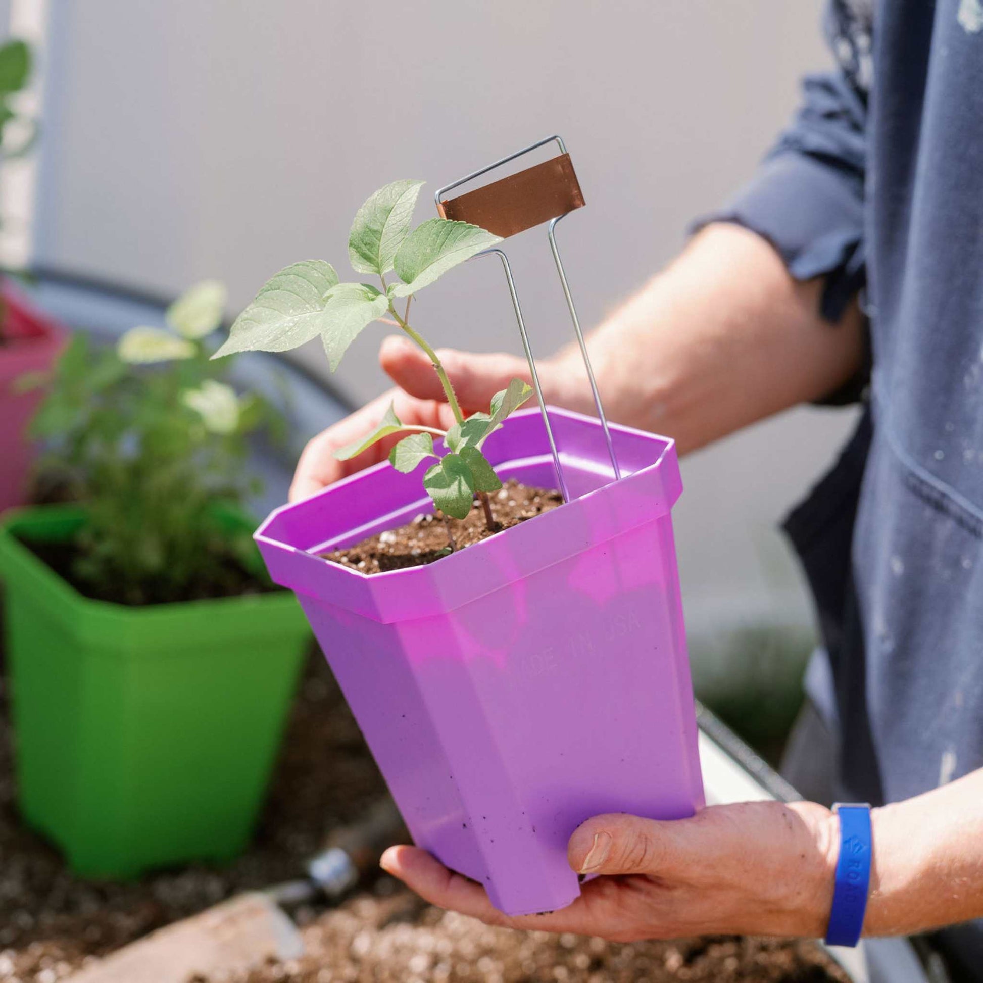 keeping plant in nursery pot inside sealed pot 5" Nursery Pots with Insert Tray – Pepper Joe's