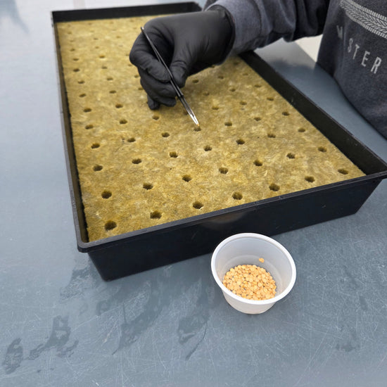 Person planting pepper seeds with tweezers in rockwool tray. 