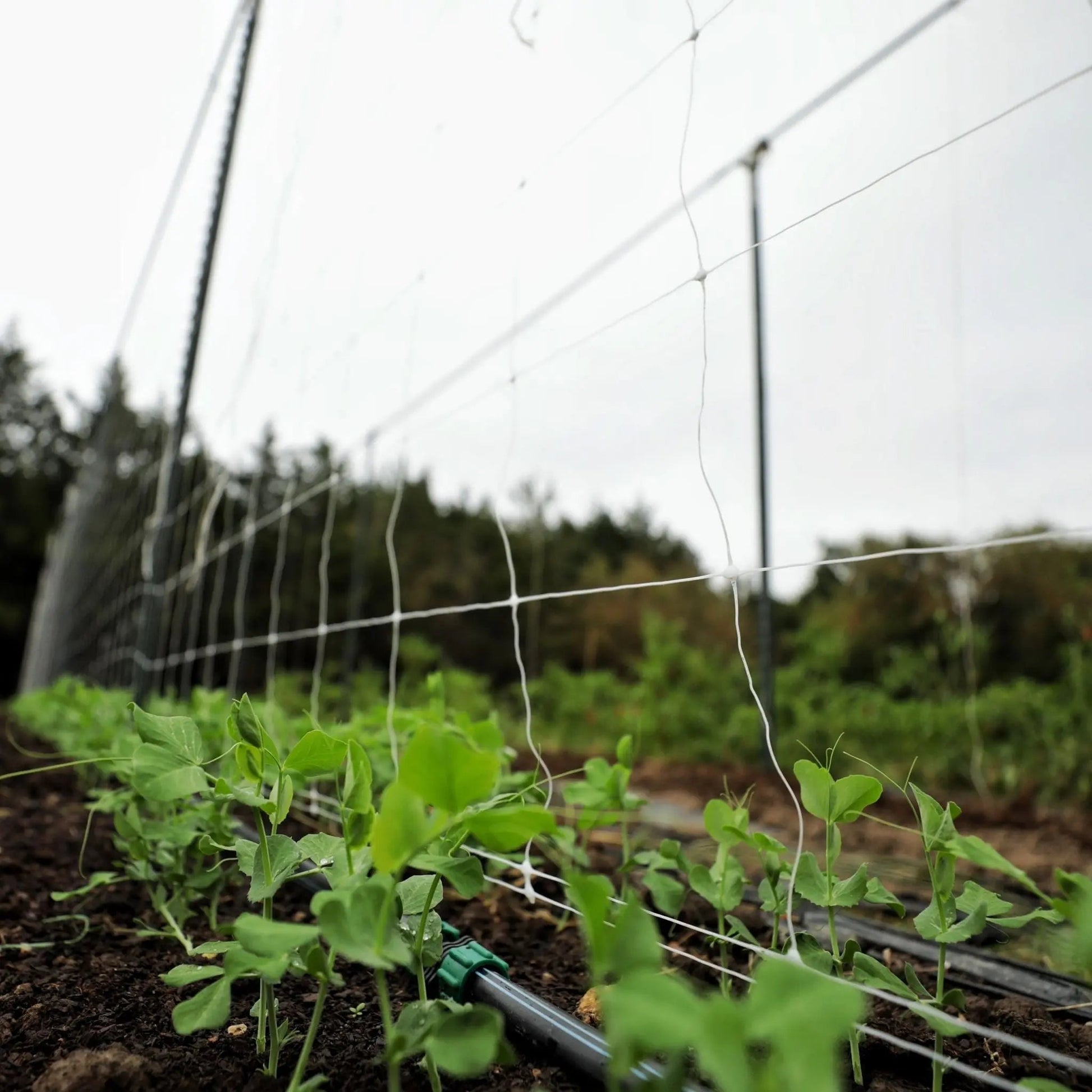 trellis netting for plants Trellis Netting