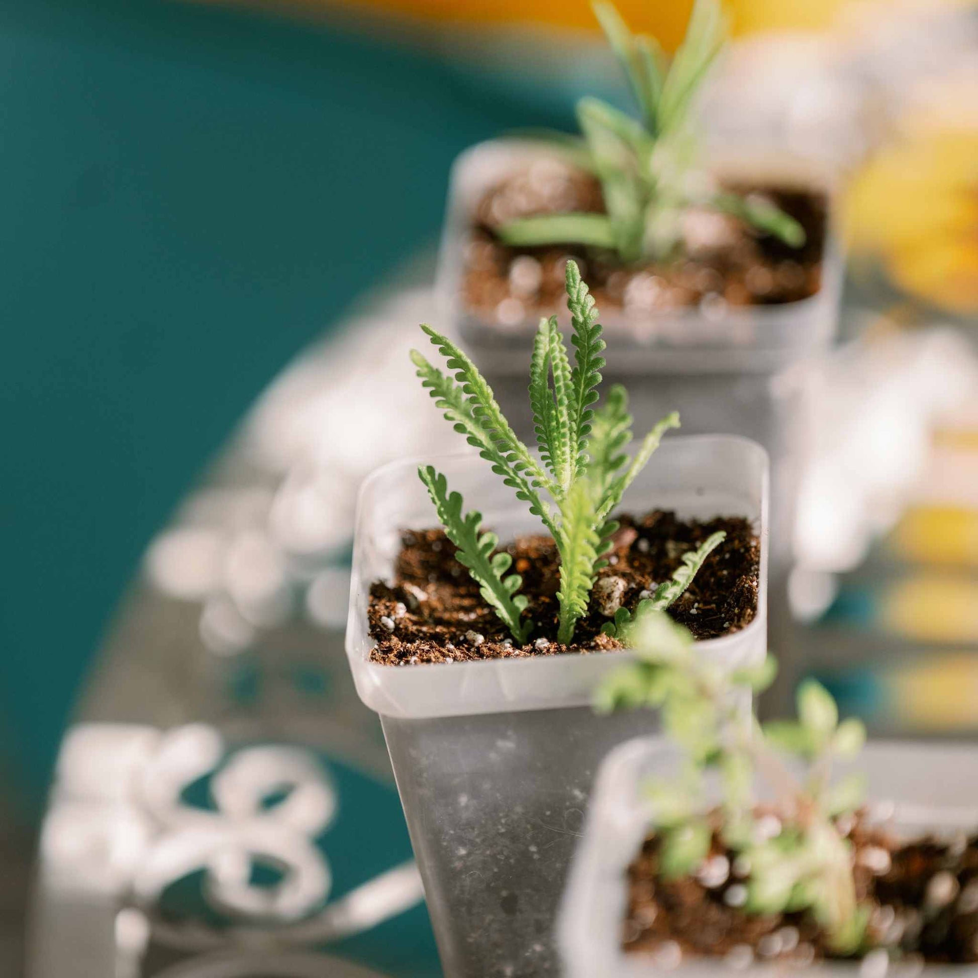 plant propagation seeds Propagation Kit