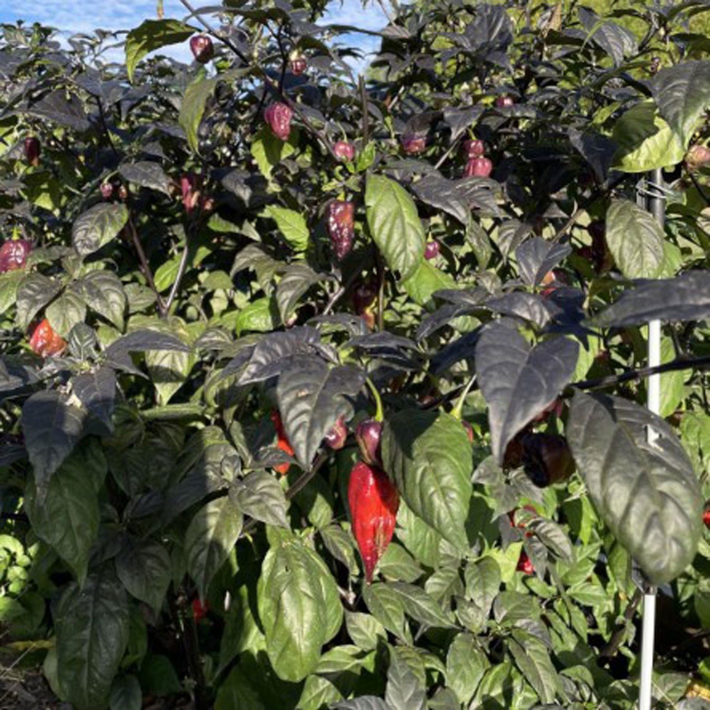 Purple Ghost Pepper Seeds