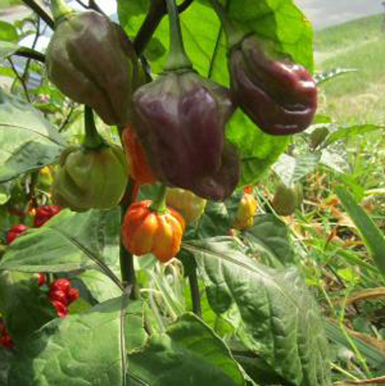 planting ghost pepper seeds Purple Ghost Scorpion Pepper Seeds