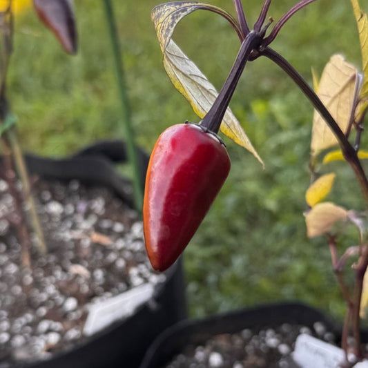 Purple Jalapeno Pepper Seeds