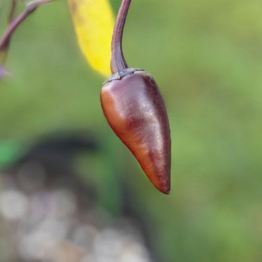 Purple Jalapeno Pepper Seeds