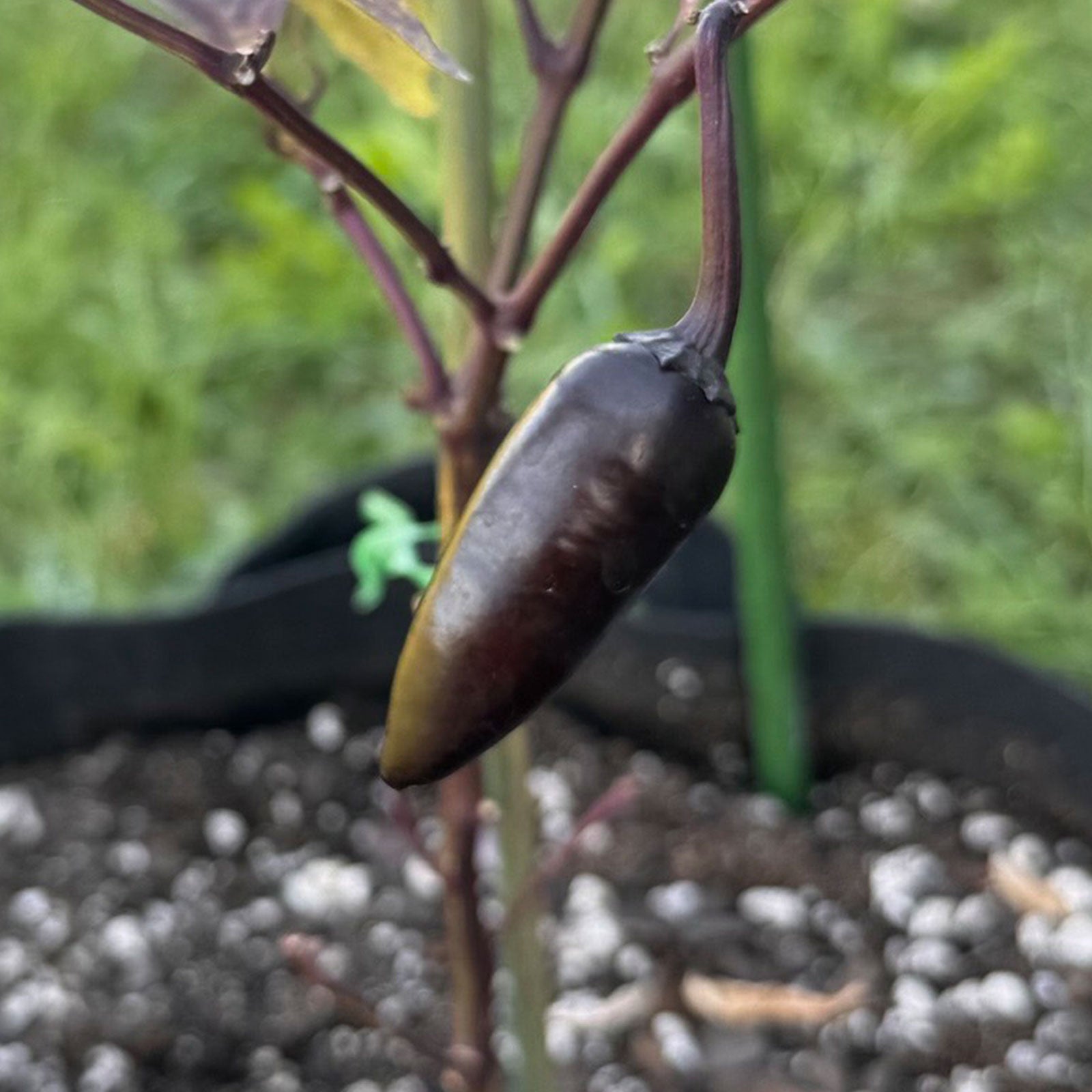Purple Jalapeno Pepper Seeds