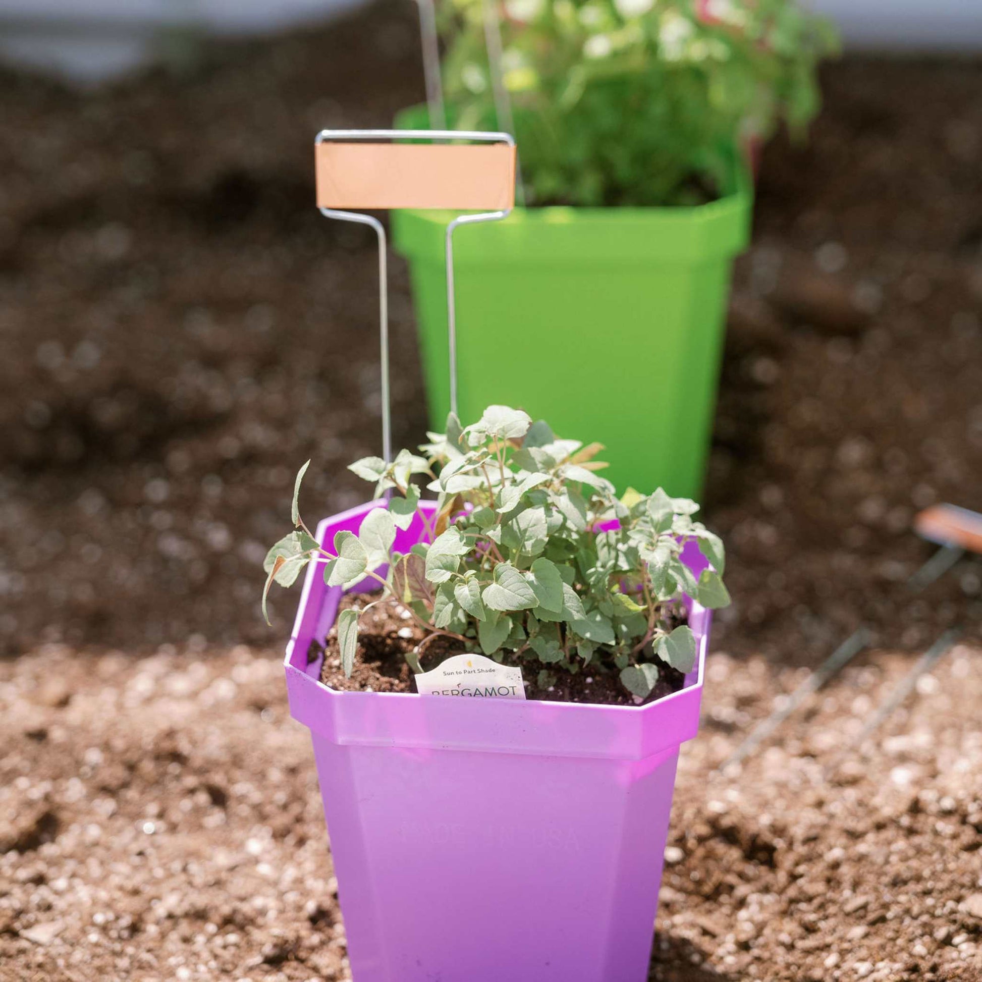 potted plant insert 5" Nursery Pots with Insert Tray – Pepper Joe's