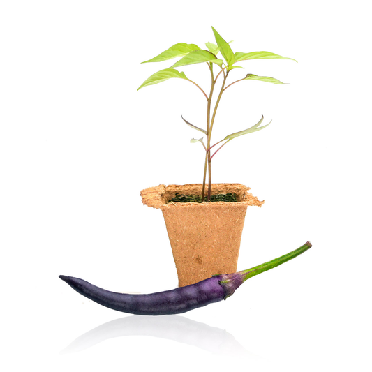 Purple Cayenne Pepper Plants