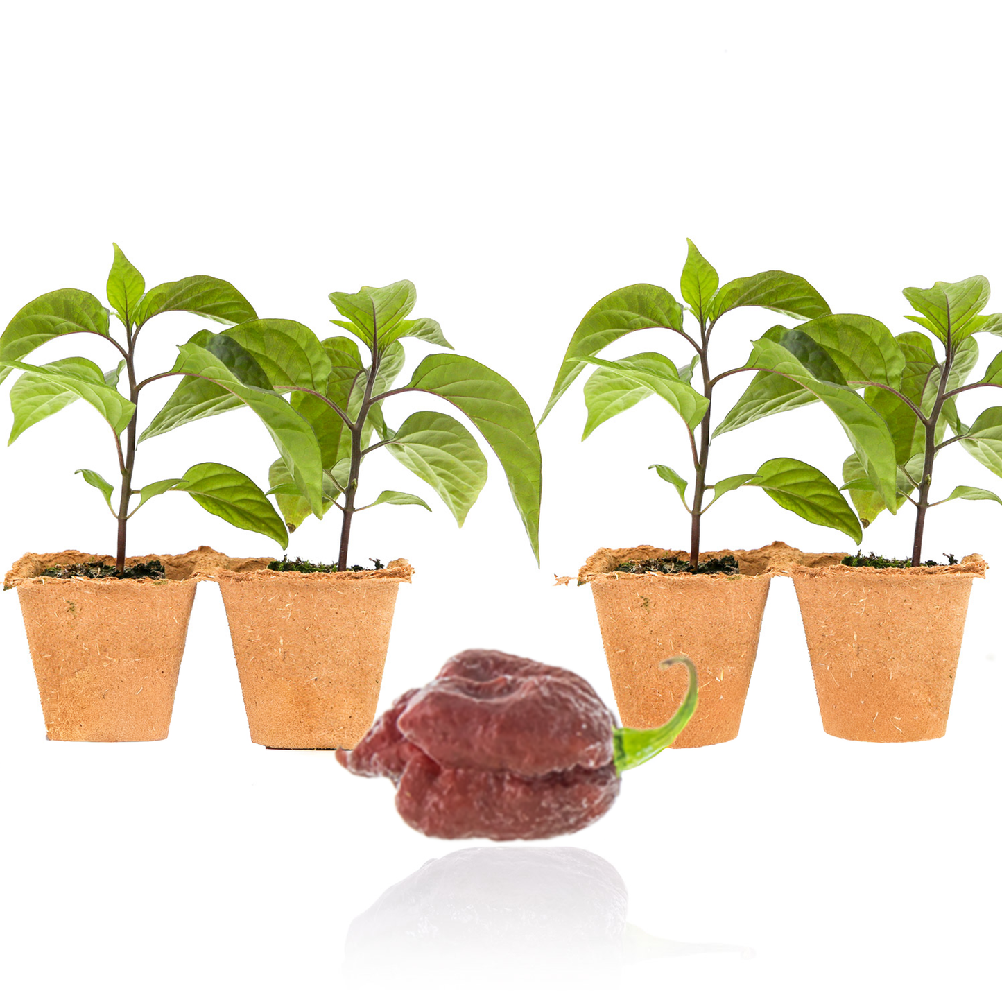 Purple Carolina Reaper Pepper Plants