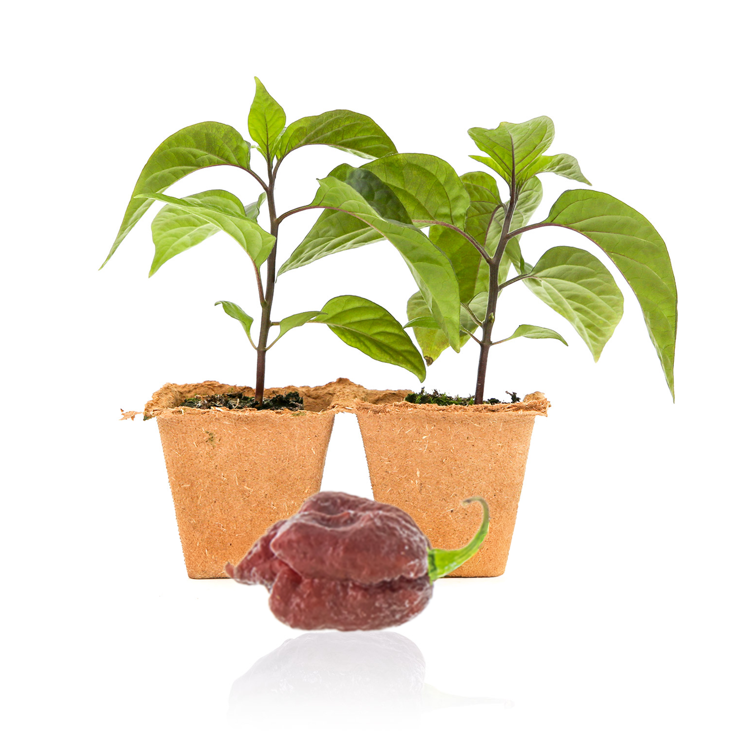 Purple Carolina Reaper Pepper Plants