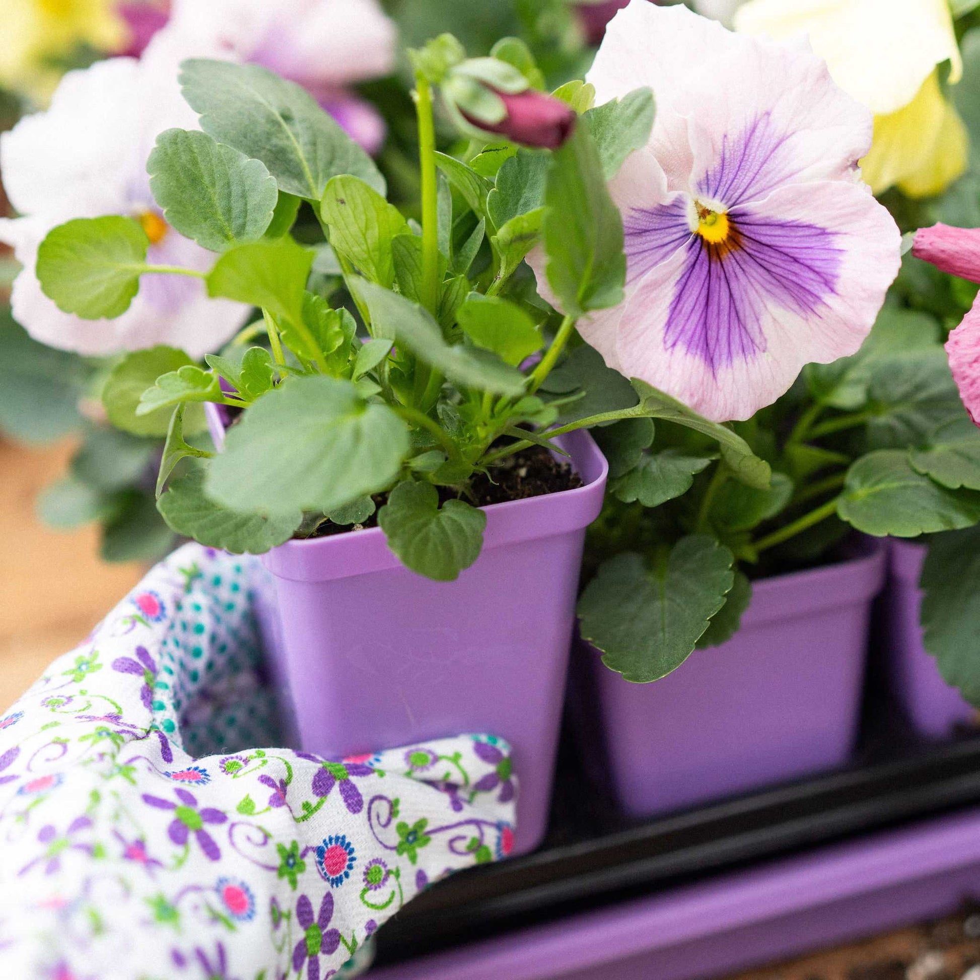 seedling planter pots Seed Starter Pots - 2.5" Extra Strength - 240 Pots / Orange