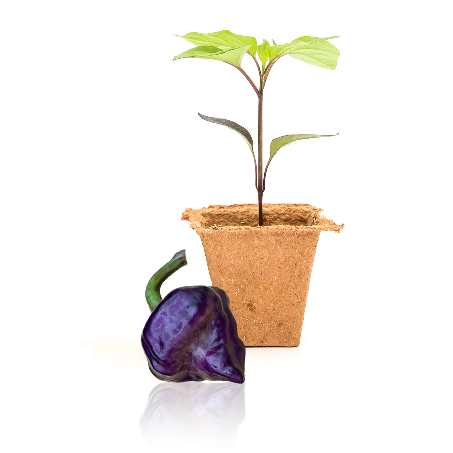 Plantas de pimiento morado OVNI