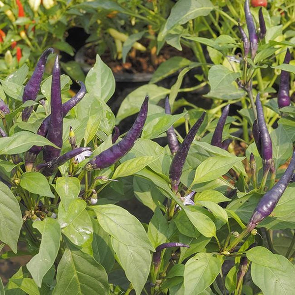 Purple Cayenne Pepper Seeds 10+ Seeds