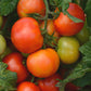 Little Sicily Hybrid Tomato