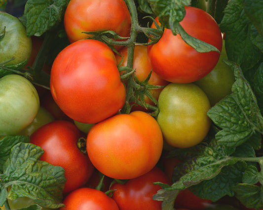 Little Sicily Hybrid Tomato