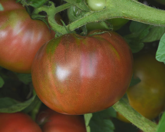 Semillas de tomate híbrido Darkstar