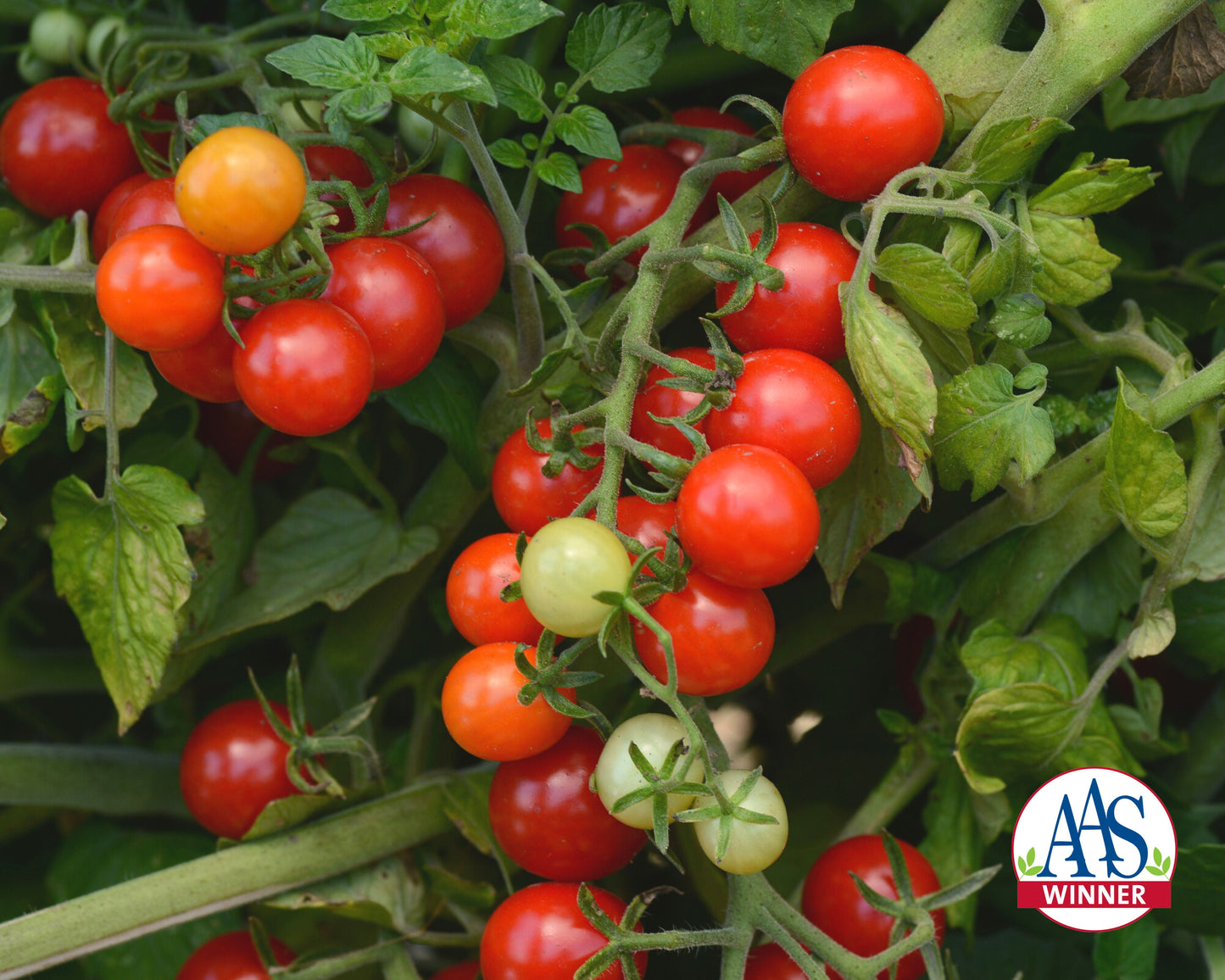 Candyland Red Tomato Seeds