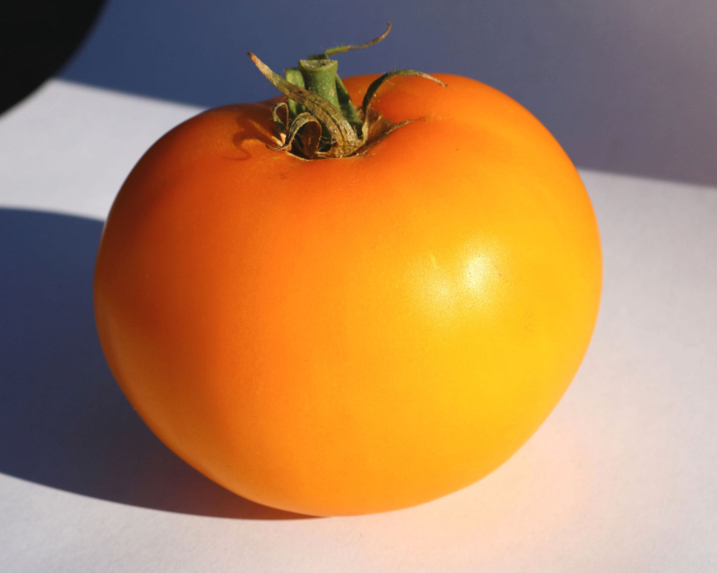 Lemon Boy Plus Hybrid Tomato Seeds