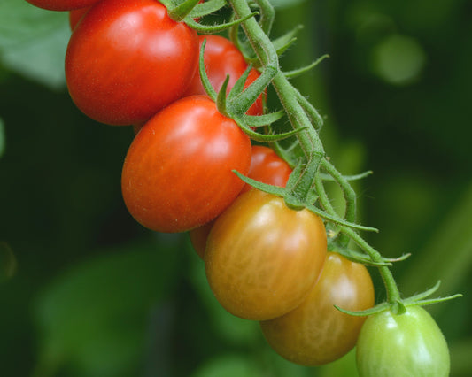 Semillas de tomate híbrido Sugar Rush