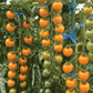 Sun Gold Hybrid Tomato Seeds