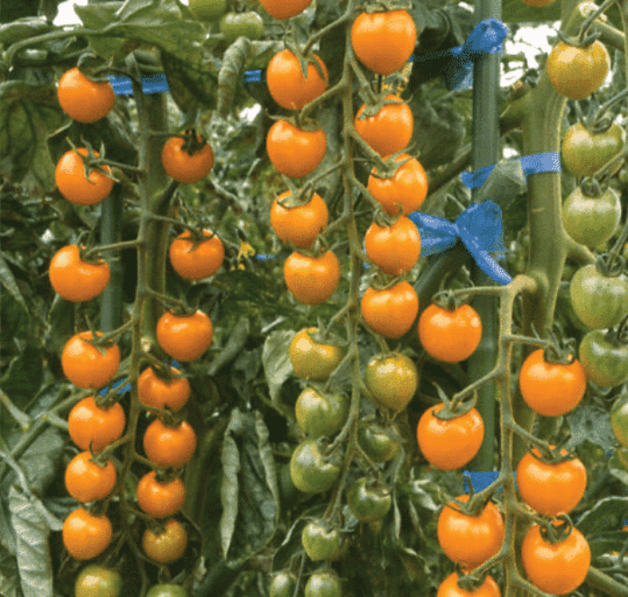 Sun Gold Hybrid Tomato Seeds