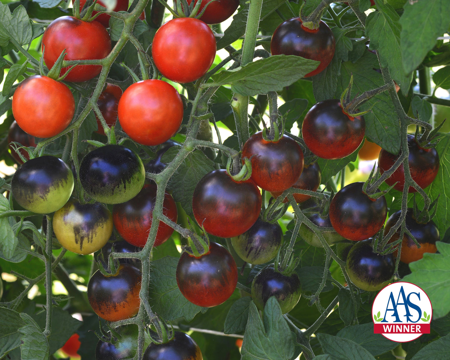 Midnight Snack Hybrid Tomato Seeds