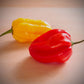 Rainbow Scotch Bonnet Pepper Seed Collection