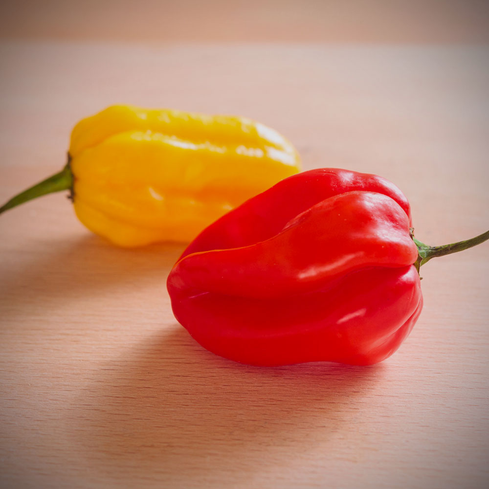Rainbow Scotch Bonnet Pepper Seed Collection