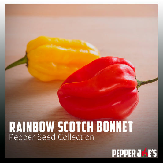 Rainbow Scotch Bonnet Pepper Seed Collection