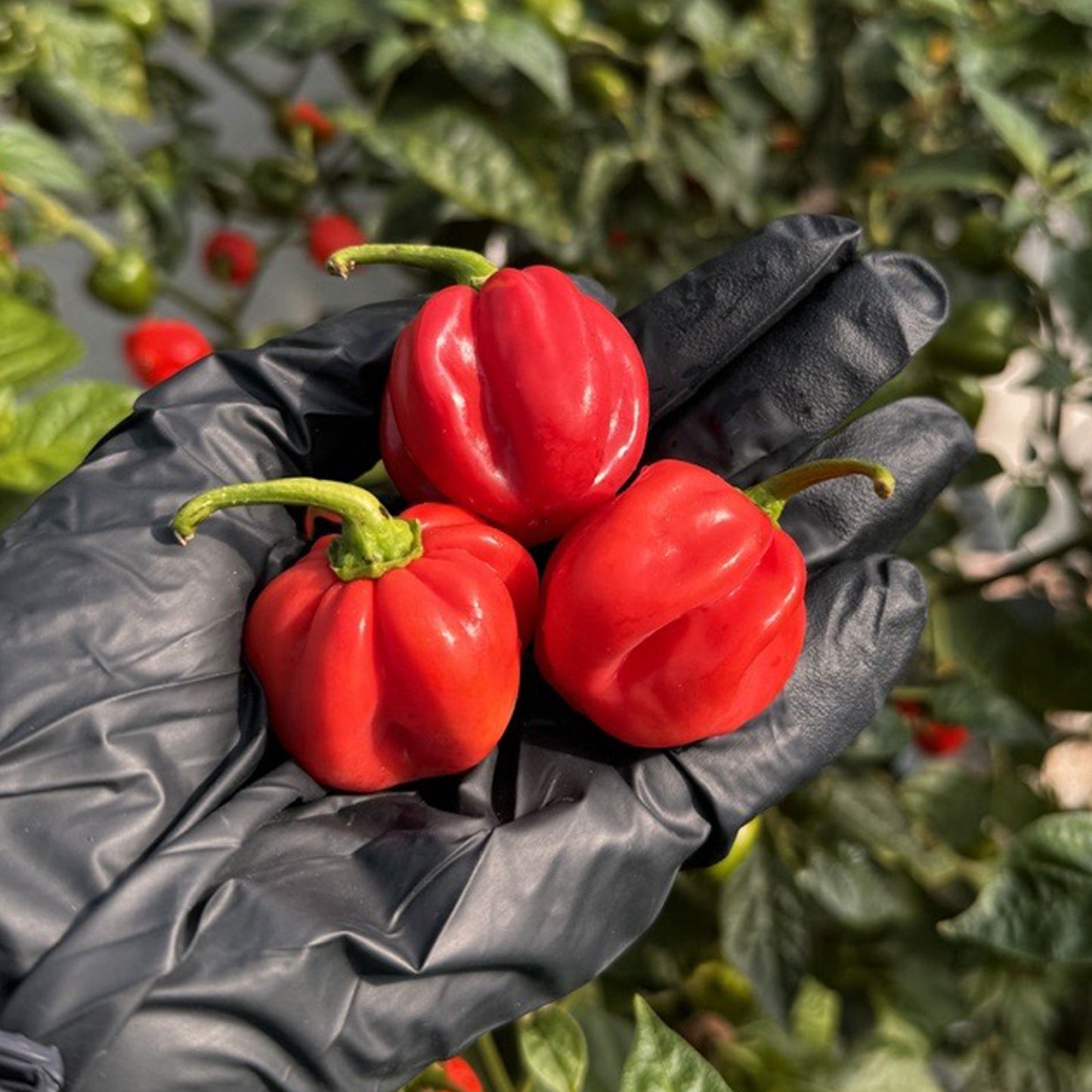 Red Savina Habanero Fresh Peppers