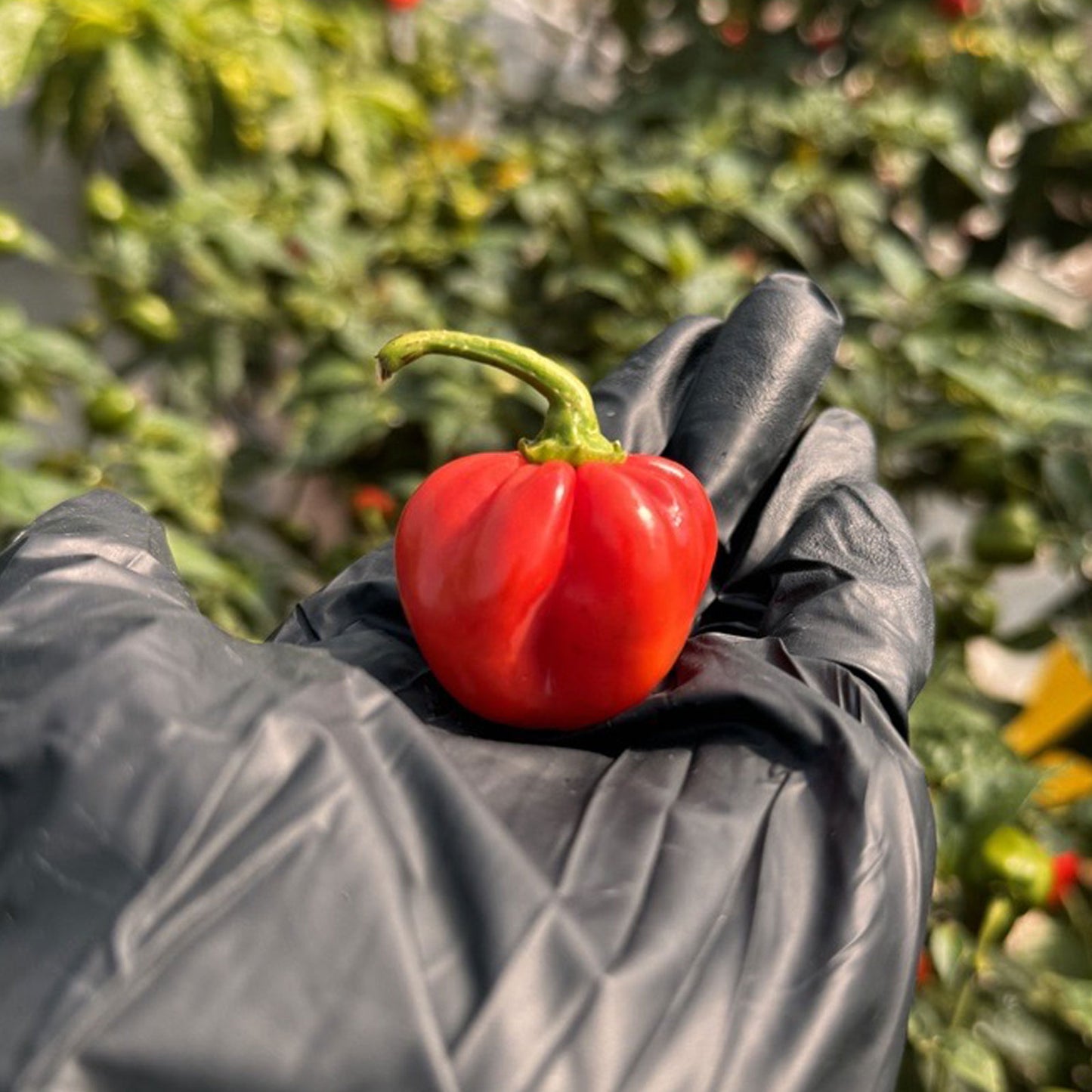 Red Savina Habanero Fresh Peppers