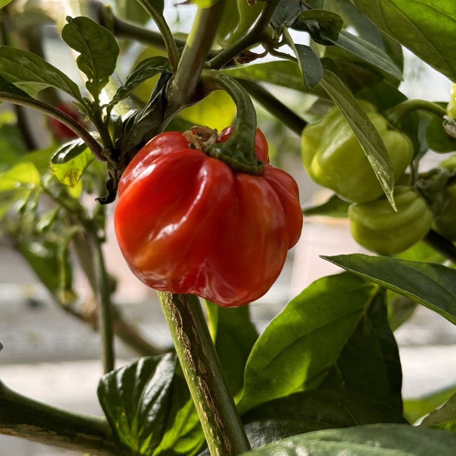 Red Savina Habanero Fresh Peppers