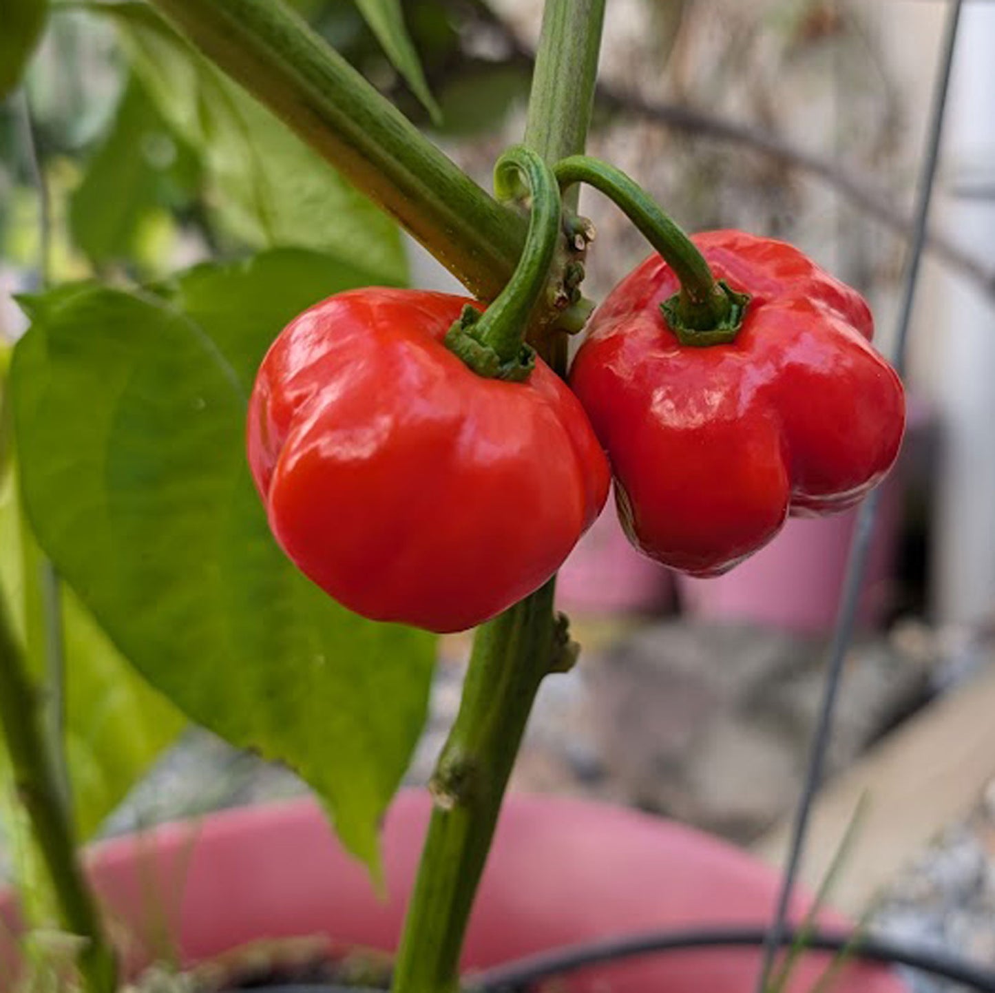 Red Savina Habanero Pepper Seeds