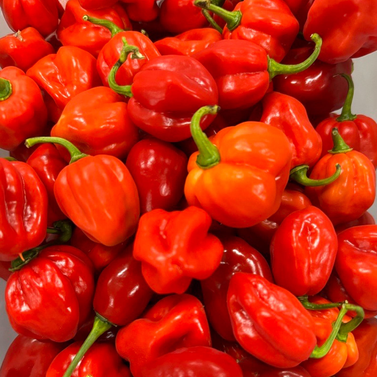 Red Savina Habanero Pepper Seeds