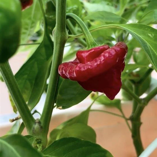 Red Scotch Bonnet Hot Pepper Seeds