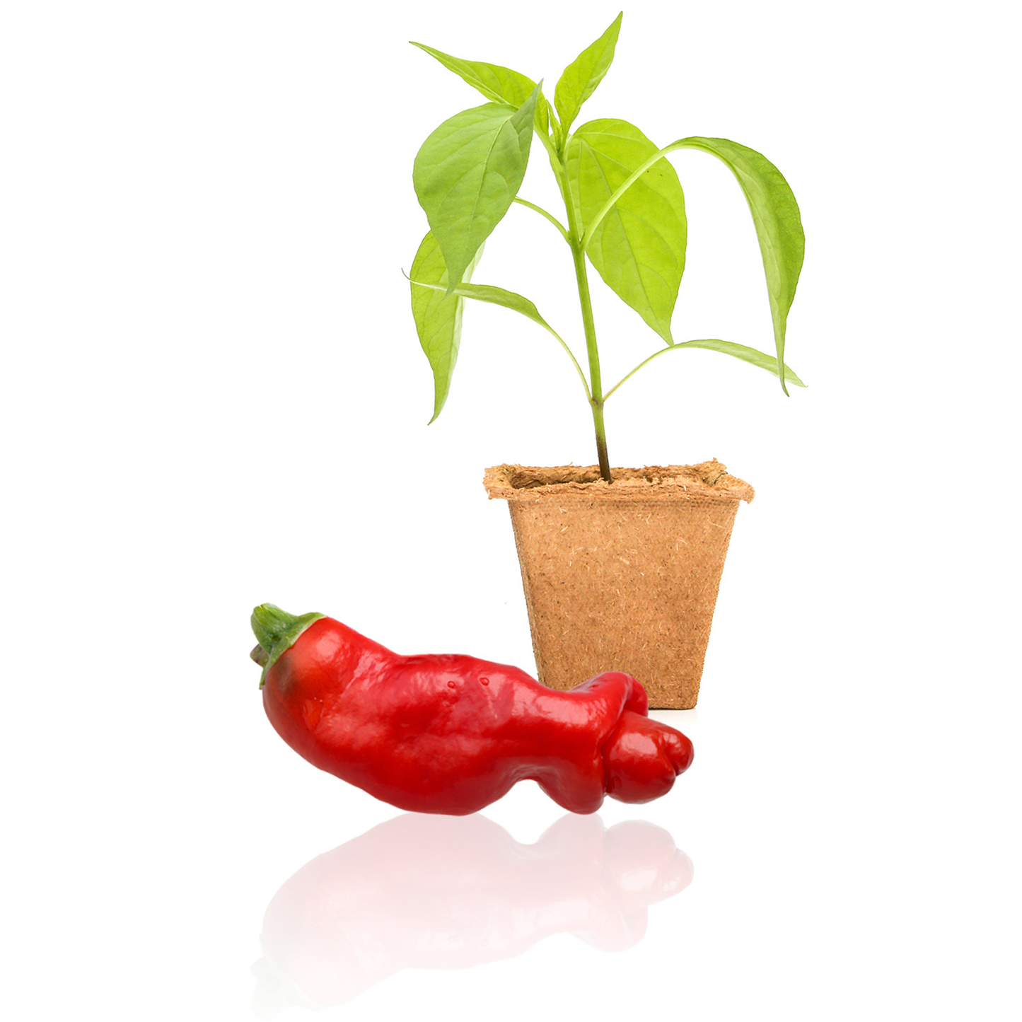 Plantas de pimiento rojo Peter