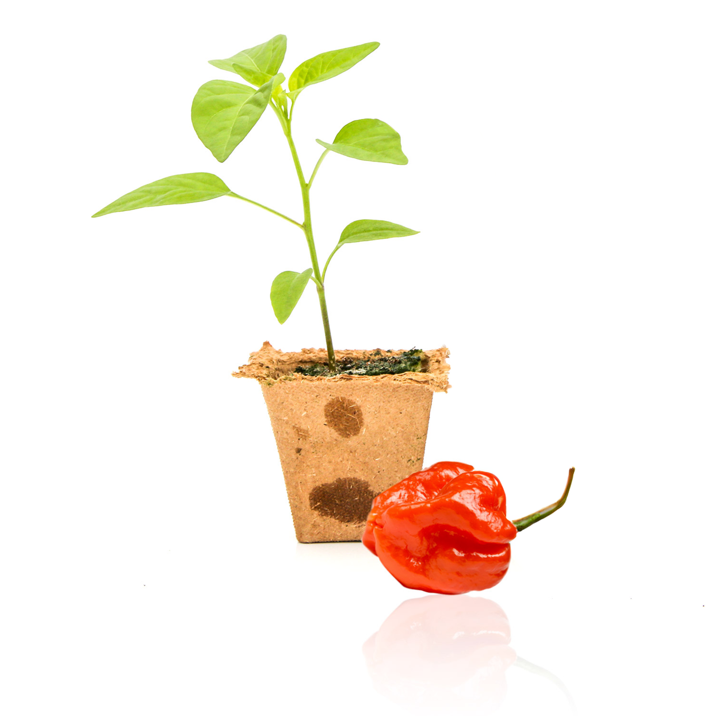 Red Scotch Bonnet Pepper Plants