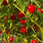 Red Savina Habanero Pepper Plants