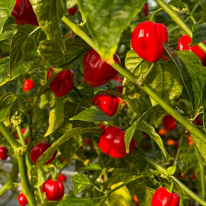 Red Savina Habanero Pepper Plants